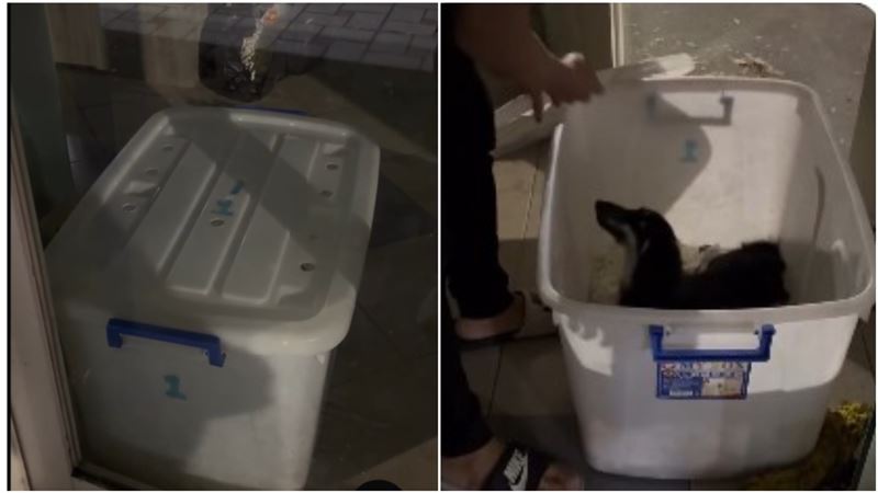 台灣新聞通訊社-獨家／連鎖知名寵物店爆虐狗！小狗打烊後「關收納箱」…狂撞玻璃門求救