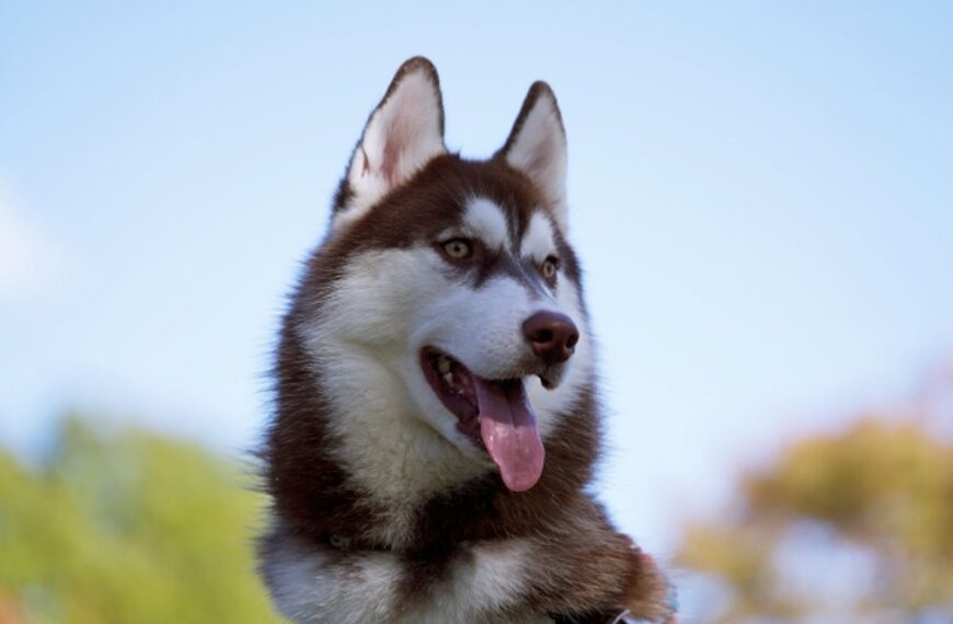 台灣新聞通訊社-求職網站驚見超狂職缺　哈士奇狗老闆招募「特助」！薪資、工作內容曝光