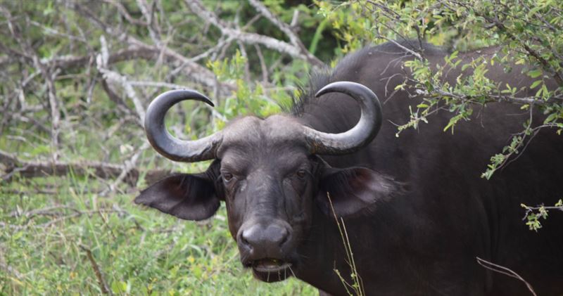 台灣新聞通訊社-25歲印男性侵水牛後失控　突用四肢行走、想吃草！「幻想變身牠」被送醫
