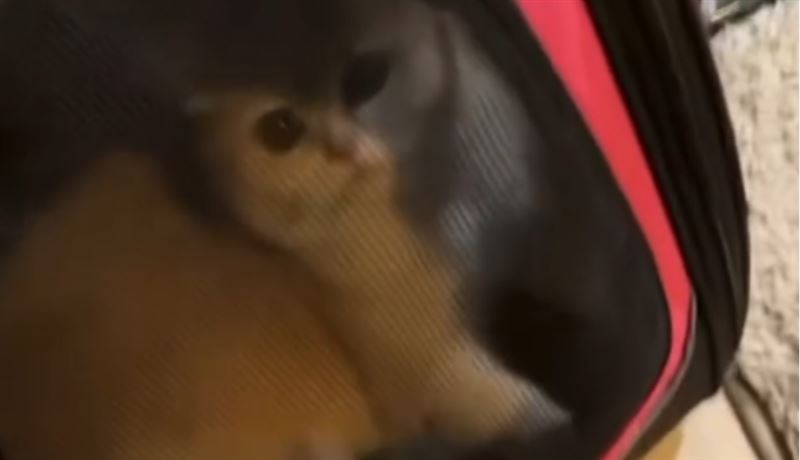 台灣新聞通訊社-高科技男驚傳「隔袋狠揍、花灑淋頭」虐貓！影片瘋傳網炸鍋