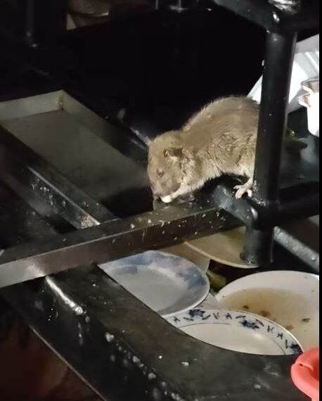 台灣新聞通訊社-嘔！台中老店打烊「碗盤沒洗丟水槽」老鼠狂舔殘渣　驚悚畫面曝
