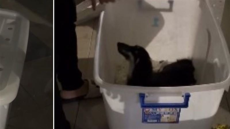 台灣新聞通訊社-獨／寵物店將狗裝「收納箱」店員神邏輯辯：為牠好　驚人回應網怒灌負評