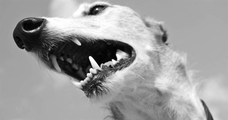 台灣新聞通訊社-流浪狗咬人3天後暴斃確診狂犬病　婦傷口見血「最高風險」急打疫苗