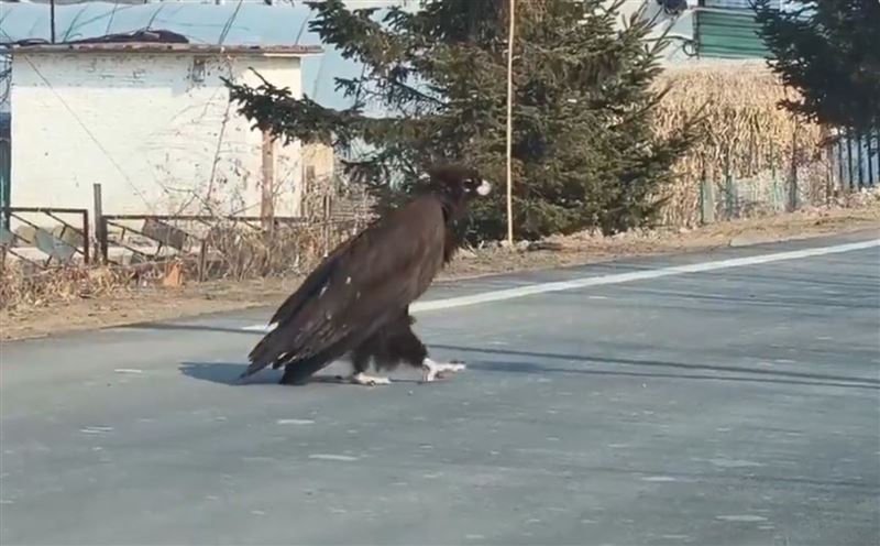 台灣新聞通訊社-有片／吉林國道驚見巨鵰逛大街　網友笑：楊過神鵰跑出來