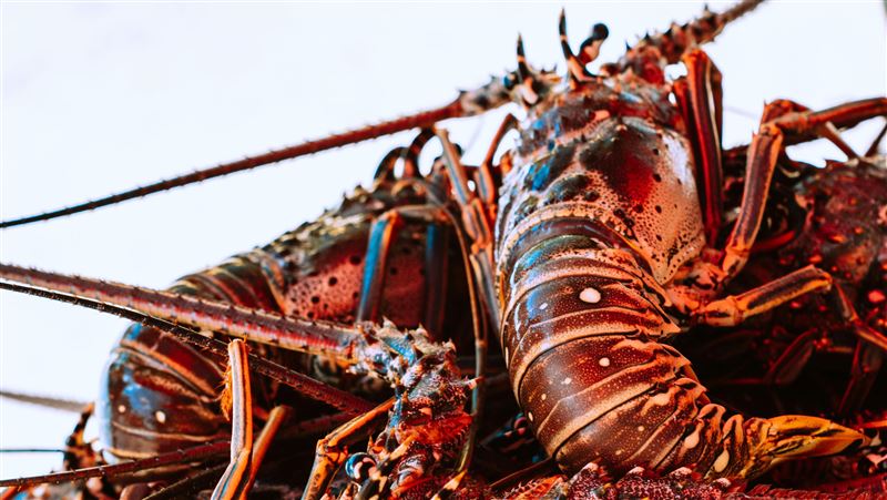 台灣新聞通訊社-台中五星級飯店鐵板燒爆疑似食物中毒！客吃龍蝦「半生熟」狂吐送急診