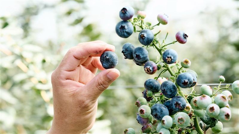 台灣新聞通訊社-阿里山下的紫色珠寶！山丘藍台灣藍莓產季登場　採收後直送美味