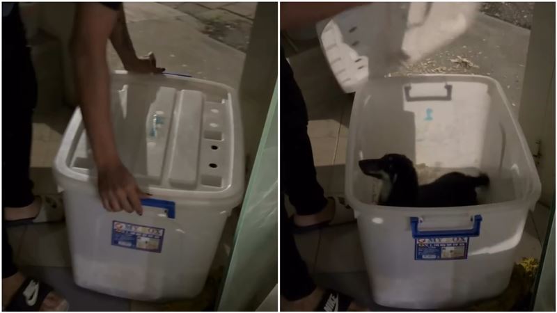 台灣新聞通訊社-連鎖寵物店爆虐狗！「幼犬關收納箱」狂哭撞門心碎畫面曝…業者道歉了