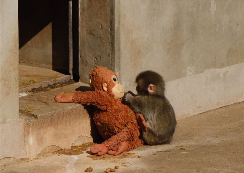 台灣新聞通訊社-日本萌猴「Panchi君」被詐騙集團盯上！假粉專吸8萬人　騙愛心捐款