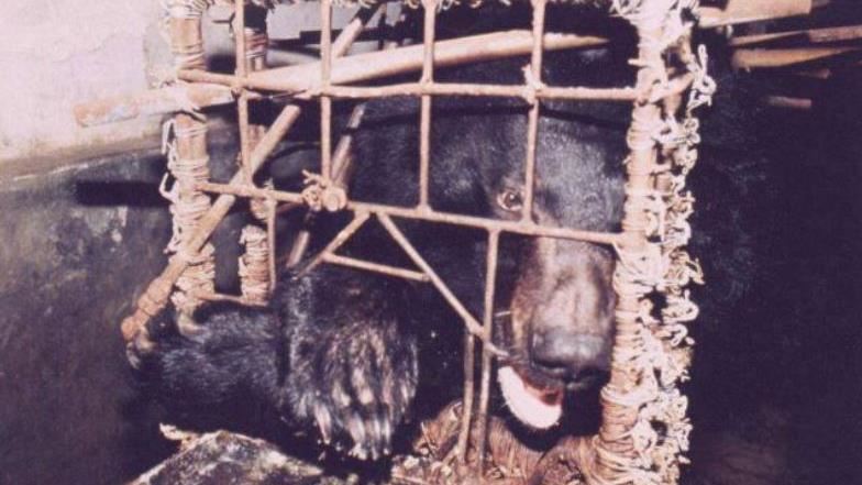 台灣新聞通訊社-每天活取膽汁，痛到咬爛手掌！曾震驚世界的「膽熊」如今怎麼樣了？