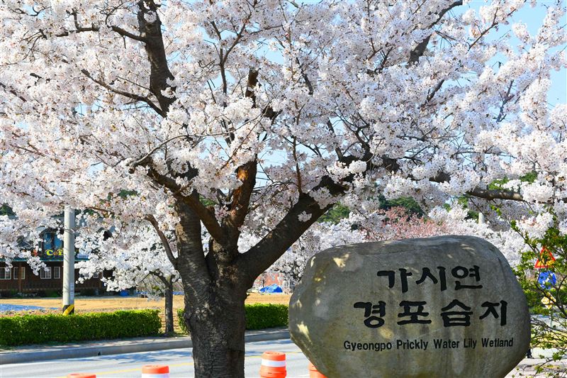 台灣新聞通訊社-韓國櫻花預測出爐！跟著TAIWAN ONLY探索地方城市魅力