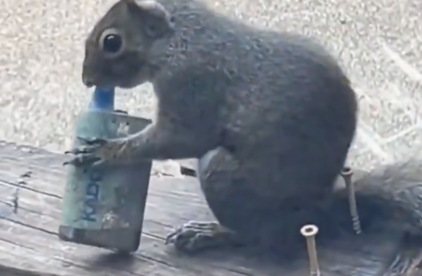 台灣新聞通訊社-松鼠路邊「狂吸電子菸」畫面瘋傳！　誤把水果味當食物釀禍