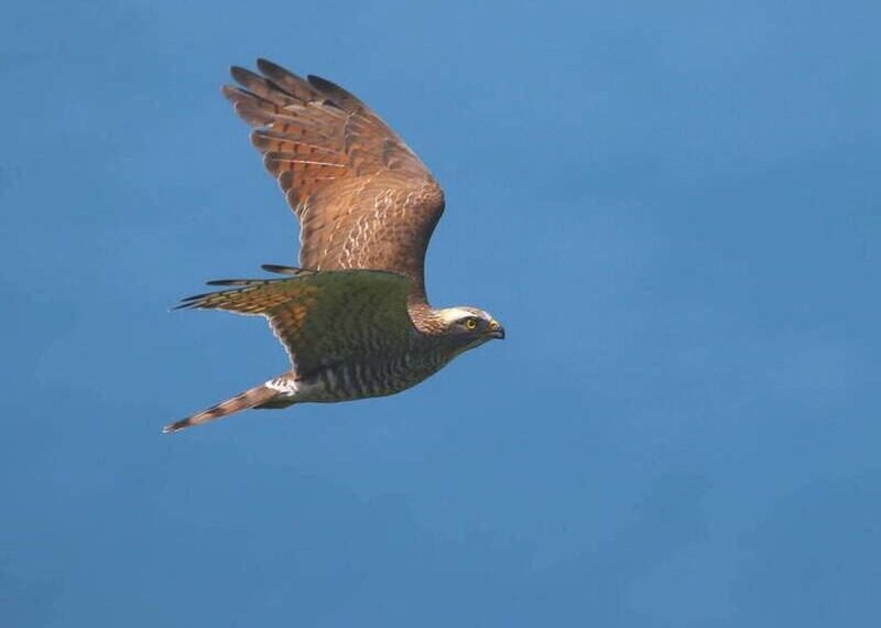 台灣新聞通訊社-彰化天空驚現「萬鷹盤旋」！灰面鵟鷹過境市區　單日破5000隻