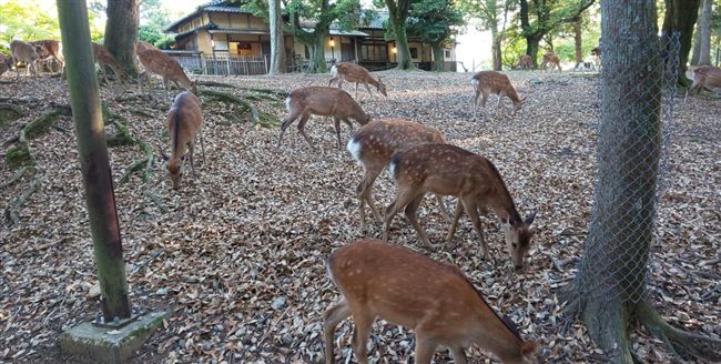 台灣新聞通訊社-奈良鹿闖大阪回不去了　知事拒收：沒有跨縣放生先例