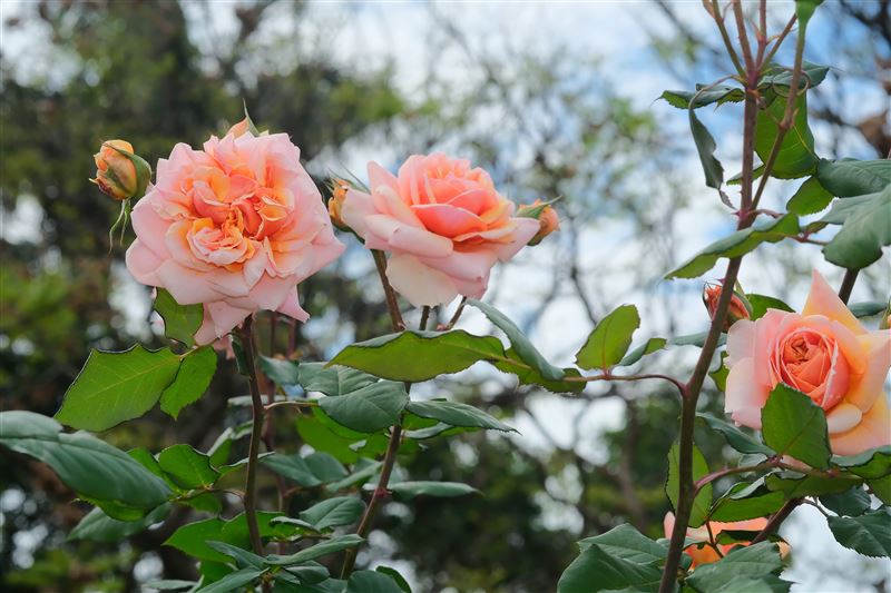 台灣新聞通訊社-玫好時光在這裡!臺北玫瑰展獻上賞玫大補帖