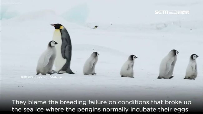 台灣新聞通訊社-海冰消融成幼鳥墳場！皇帝企鵝列入「瀕危」物種　25年來族群慘崩近六成