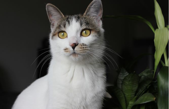 台灣新聞通訊社-真心換絕情？貓咪為什麼比較喜歡男主人？科學揭密「討好」竟是地雷