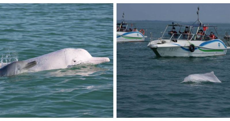 台灣新聞通訊社-近距離觀賞變騷擾！粉紅海豚成追逐目標　快艇圍堵畫面引熱議