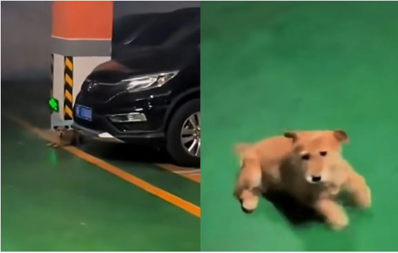 台灣新聞通訊社-男子臨時換工作地點「牠跨區尋覓」　竟在停車場相遇了！浪犬激動翻肚