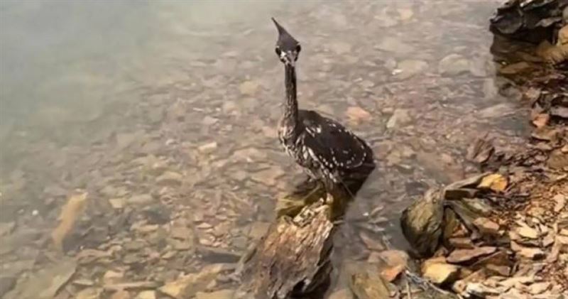 台灣新聞通訊社-千島湖怪鳥遭漁網纏繞！他意外救下「世界最神秘鳥類」　全球野外僅千隻