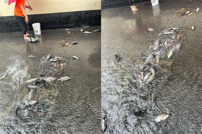 台灣新聞通訊社-大雨釀苗栗多處淹水！排水孔驚見「整群吳郭魚」扭動　民眾搶救放大排