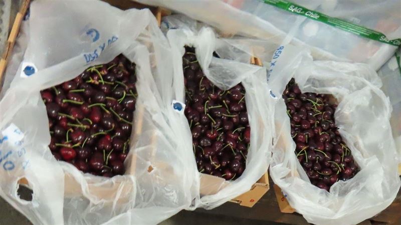 台灣新聞通訊社-智利櫻桃慘案！2.4萬噸遭中拒收慘賠51億元 最終竟然只獲賠這麼多