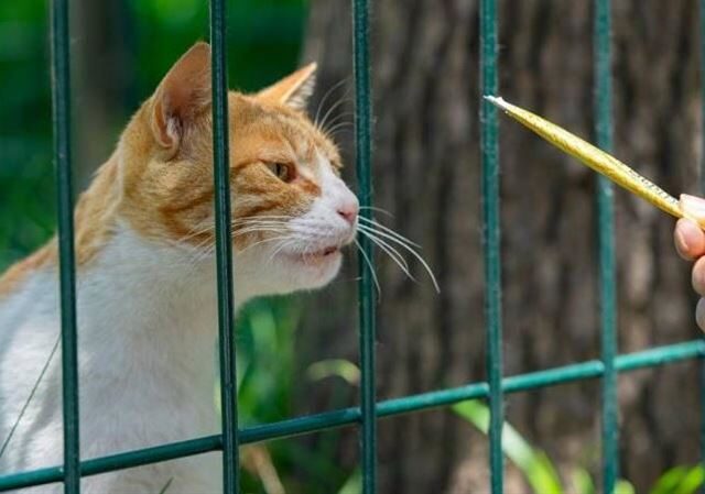 台灣新聞通訊社-餵一次流浪貓變「法定飼主」！美國1城市新規上路　居民吵翻天