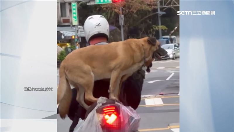 台灣新聞通訊社-驚險直擊！3犬擠機車　大型米克斯「站立後座」
