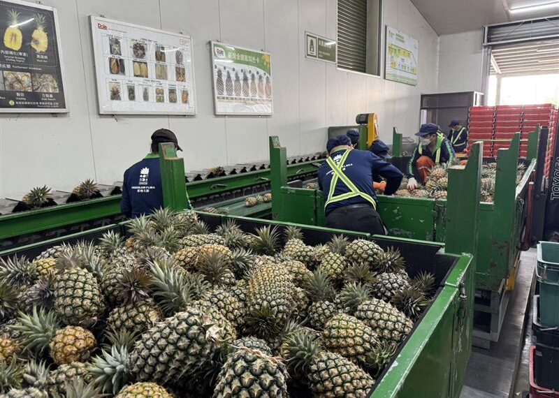 台灣新聞通訊社-北農穩定外銷節奏　鳳梨第35櫃啟運日本