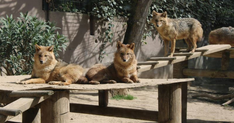 台灣新聞通訊社-12生肖本週運勢　牛奪事業冠軍、豬財運最旺