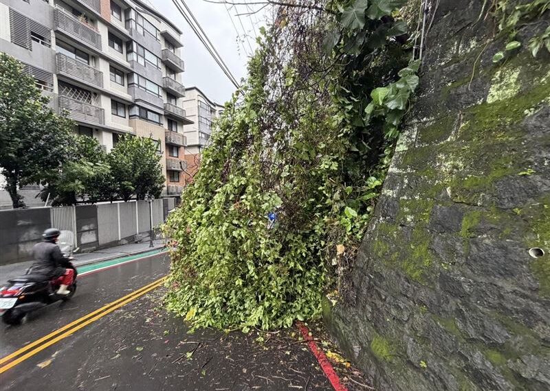 台灣新聞通訊社-豪雨狂炸！淡水民族路「邊坡坍方」　路樹倒塌擋車道