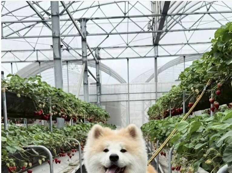 台灣新聞通訊社-草莓園認養秋田犬…原飼主PO對比照「全身皮膚病」心碎：養成什麼德性