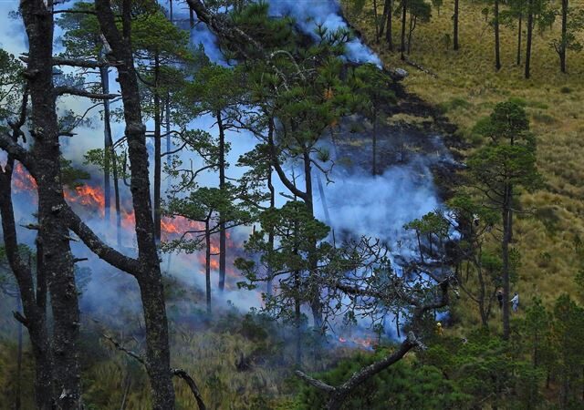台灣新聞通訊社-日本山林大火…連燒3天吞噬200公頃、毀7建築！整座山燒紅如末日場景