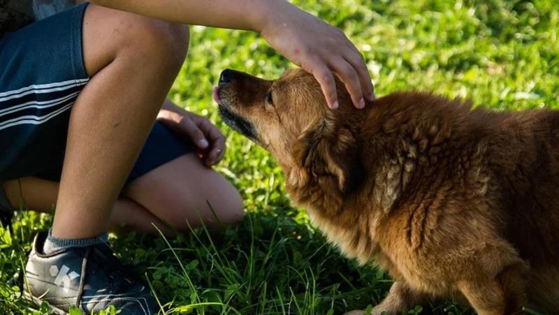 台灣新聞通訊社-少年與毛孩同吃同睡「不洗手」　眼弓蛔蟲鑽眼…視力剩0.02