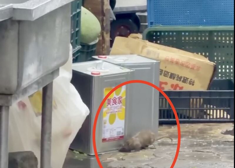 台灣新聞通訊社-多圖/專供竹科廠、地院餐食!知名團膳「老鼠」成軍竄民宅 驚人畫面曝