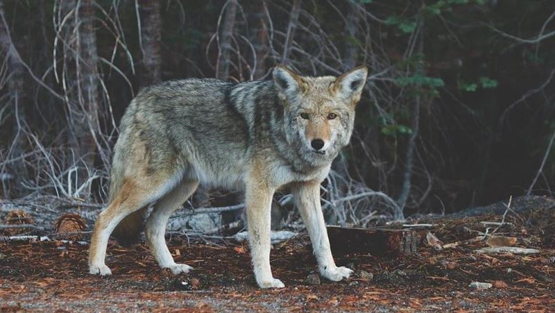 台灣新聞通訊社-動物園爆騷動!1歲又5個月大嬰攀過圍欄「遭狼咬傷」父母卻在滑手機