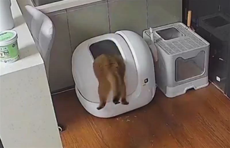 台灣新聞通訊社-驚悚！上萬元高級自動貓砂盆故障　愛貓卡12小時慘死…台灣也有賣