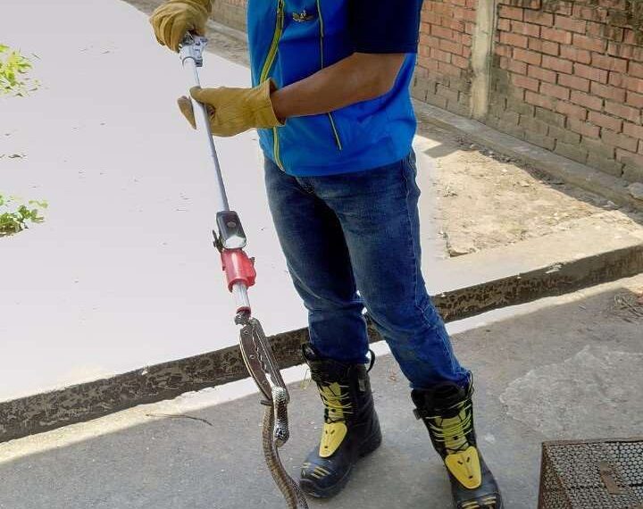 台灣新聞通訊社-雲林「蛇類大爆發」40分鐘就一通報　消防揭保命3招