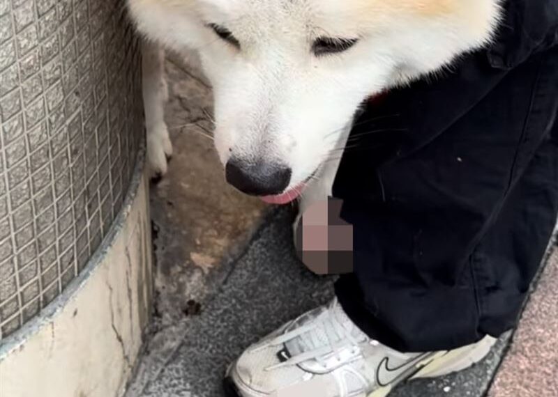 台灣新聞通訊社-連假醫院休息!天母秋田犬咬死紅貴賓 飼主眼見愛犬在懷中斷氣