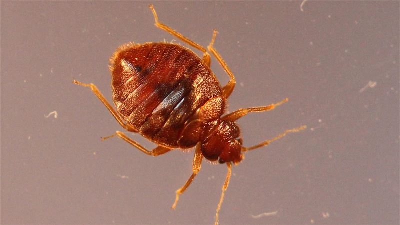 台灣新聞通訊社-童搭自強號遭「蟲蝨爬身」！台鐵發聲道歉：已全車消毒