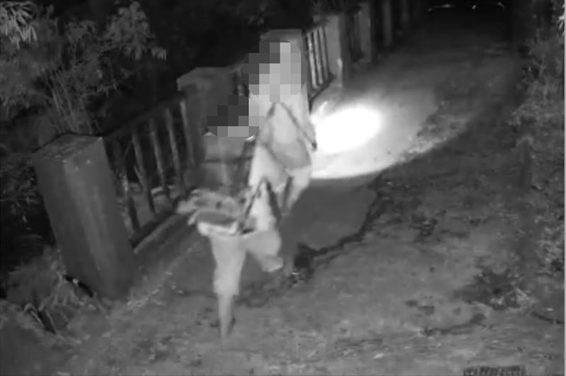 台灣新聞通訊社-山老鼠夜闖大雪山林道!囂張盜伐扁柏3.8噸 主嫌拒捕惡意衝撞警