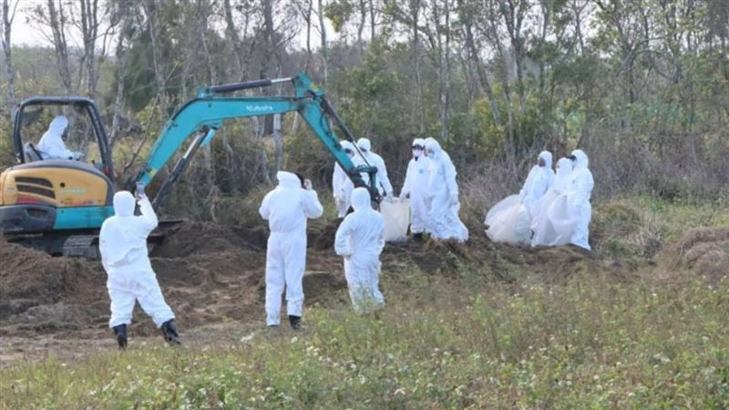 台灣新聞通訊社-棄置禽流感雞屍上千隻　豐原畜牧場負責人遭起訴「求處重刑」