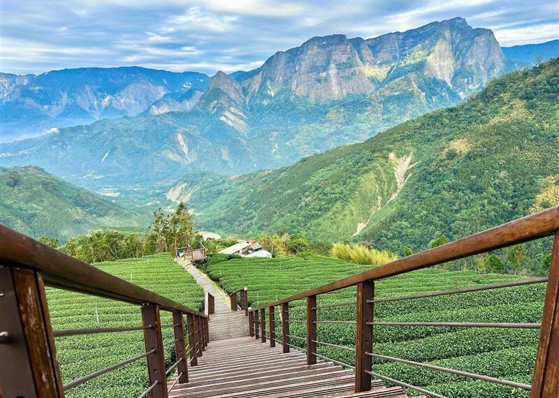 台灣新聞通訊社-阿里山療癒慢旅　老宅鍋物、茶園與螢光夜景串聯山林風貌