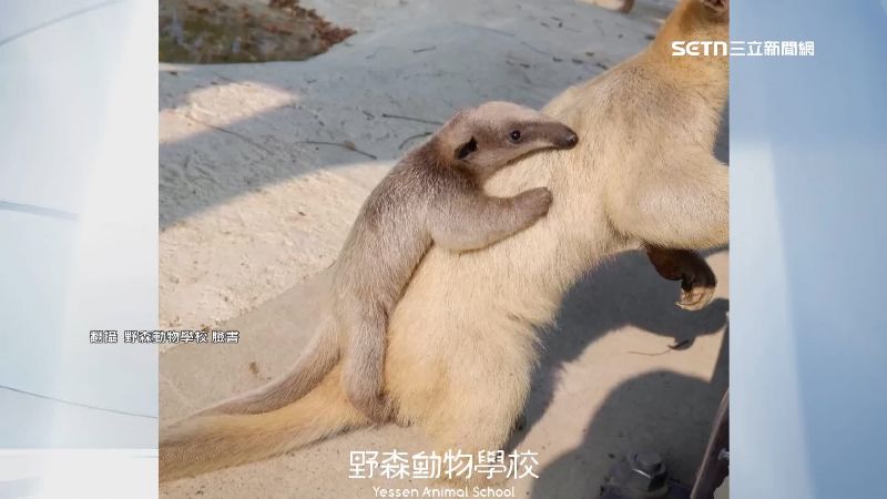 台灣新聞通訊社-小食蟻獸命名活動！「周子瑜」諧音「周子蟻」奪冠