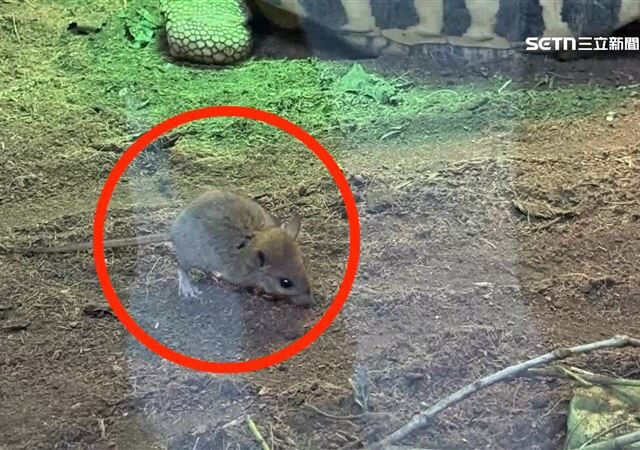 台灣新聞通訊社-木柵動物園驚見「米奇亂竄」　園方：火速捕捉移除