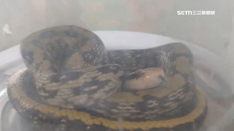 台灣新聞通訊社-獨家／直擊捕蛇！平均40分鐘一件通報　論件計酬約1300元