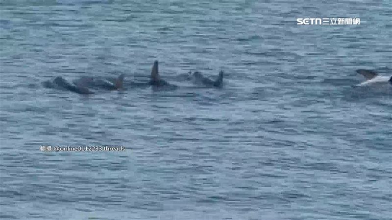 台灣新聞通訊社-嬌客現身！海豚群誤闖南寮漁港　近距離直擊民眾欣喜