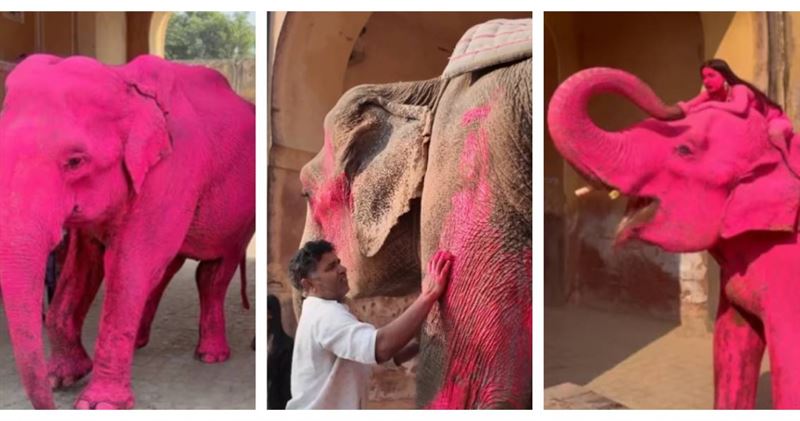 台灣新聞通訊社-粉紅大象拍攝惹議　70歲母象離世引爆動物剝削討論