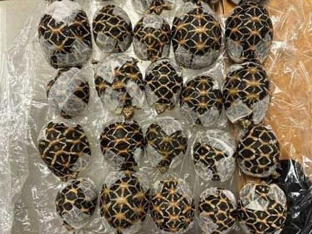 台灣新聞通訊社-19歲台女全身纏繞「30隻印度星龜！」 走私泰國機場闖關被逮