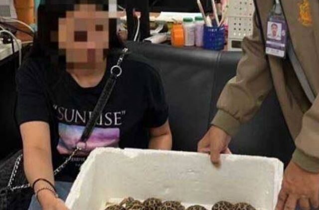 台灣新聞通訊社-台籍19歲女身上貼30隻「印度星龜」闖關　泰國海關攔查時已死1隻