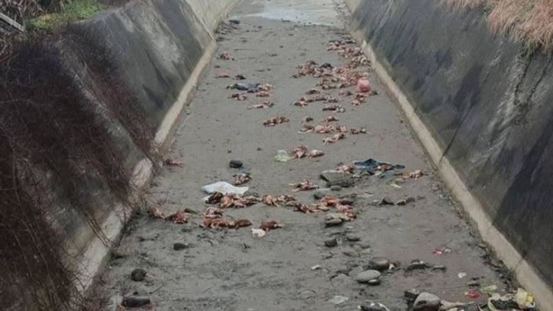 台灣新聞通訊社-蛋雞染禽流感暴斃　畜牧場主怕損失拒通報　冷回員工：沒人在通報的